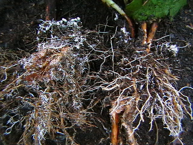 Микориза и корни
